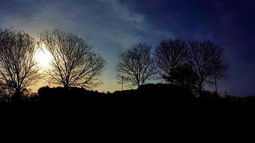 Silhouette of trees at sunset