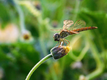 Close-up of insect on plant