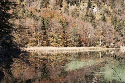 Scenic view of lake in forest