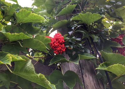 Red leaves on tree