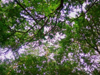 Low angle view of flower tree