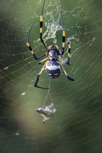 Close-up of spider on web