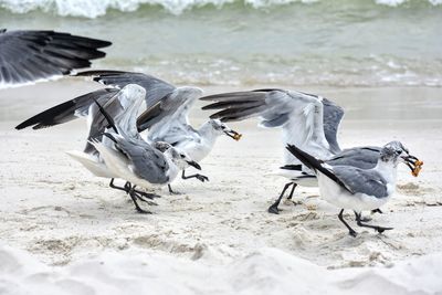 Flock of seagulls on beach