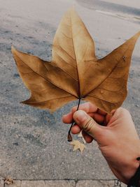 Close-up of hand holding dry leaves