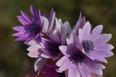 Close-up of purple flowers