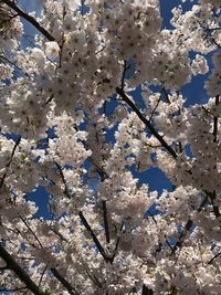 Low angle view of apple blossoms in spring