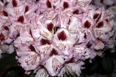 Full frame shot of pink flowering plant