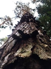 Low angle view of tree against sky