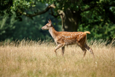 Deer on field