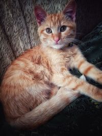 cat