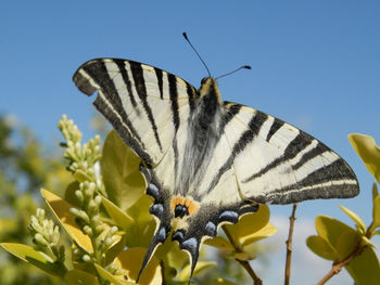 Close-up of butterfly on plant against clear sky