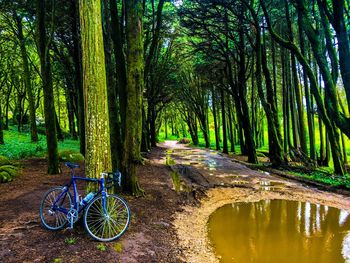 Bicycle amidst trees in forest