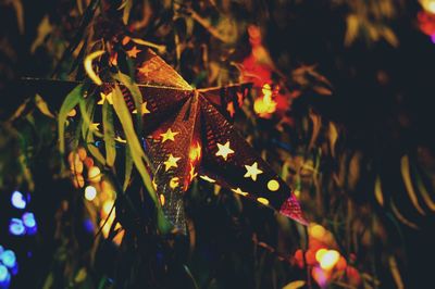 Close-up of autumn tree at night