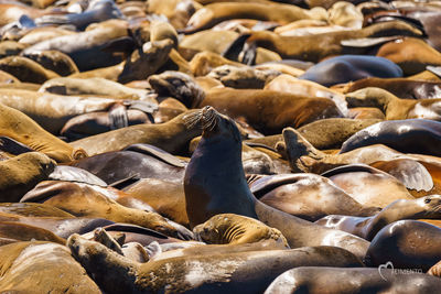 Seal colony on beach