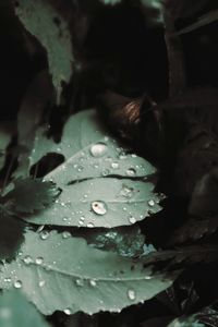 Close-up of raindrops on leaves