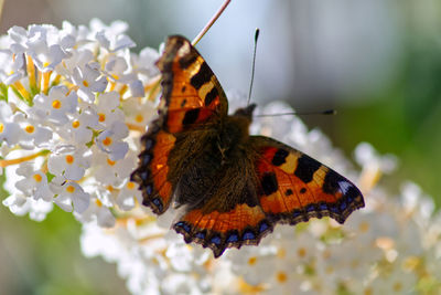 Close-up of butterfly pollinating on flower