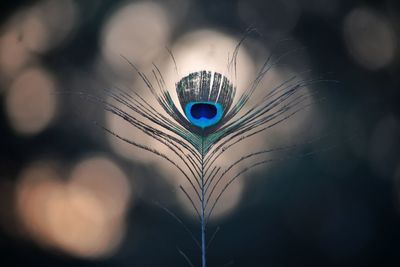 Close-up of peacock feather