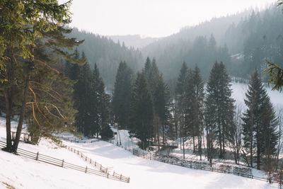 Trees on snow covered landscape