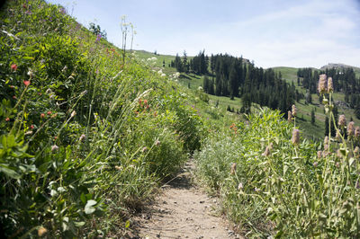 Scenic view of agricultural field against sky