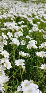 White flowering plants on field