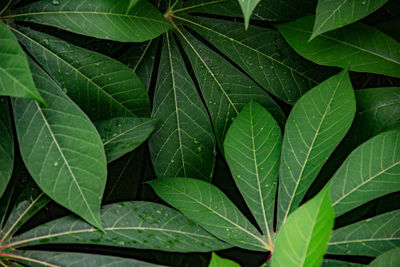 Close-up of leaves