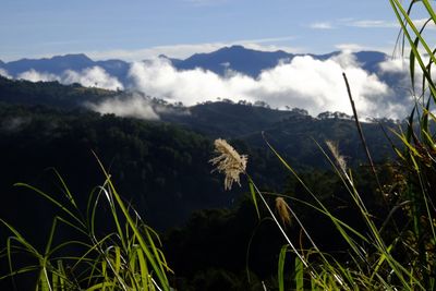 Close-up of plants growing on field against sky