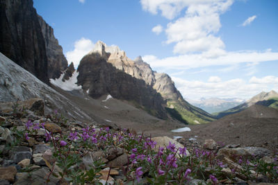 Close-up of flowers with mountain in background