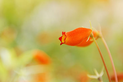 Close-up of orange rose flower bud