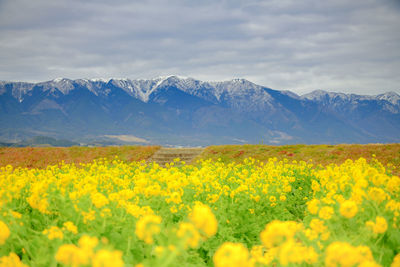 Scenic view of flowering field against cloudy sky