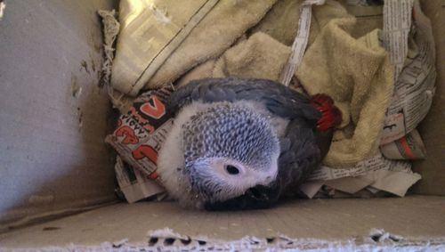 Close-up of animal sleeping on bed at home