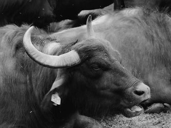 High angle view of cow on field