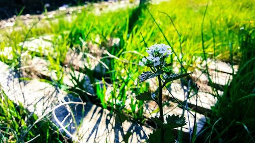 Close-up of plant growing on field