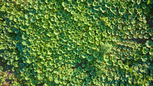 Full frame shot of green leaves