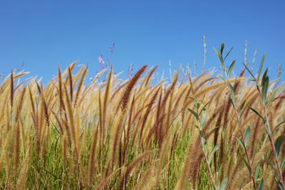 Close-up of stalks against clear blue sky