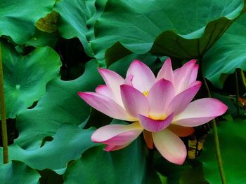 Close-up of lotus water lily in pond