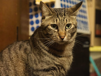 Close-up portrait of tabby cat at home