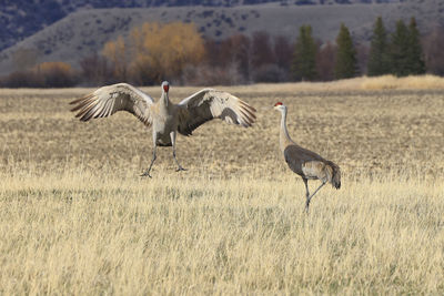 Sand hill cranes dancing in a field with each other