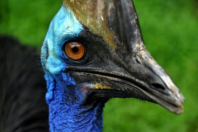 Close-up portrait of cassowary