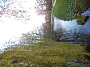 Scenic view of trees by lake against sky