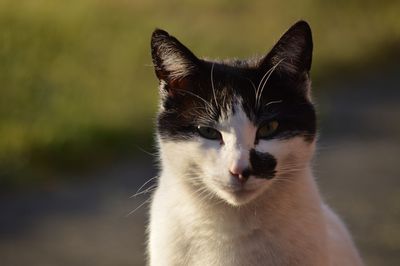 Close-up portrait of cat