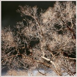 Bare trees against sky