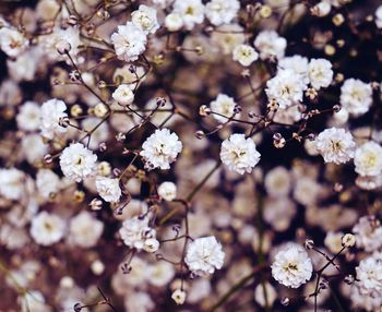 Close-up of white cherry blossom tree