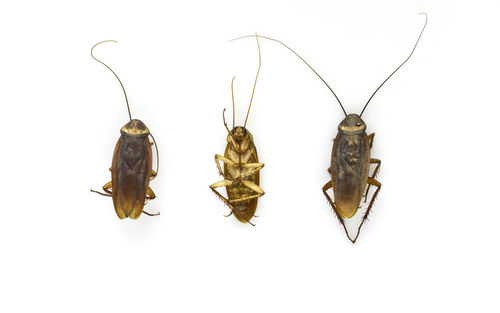 High angle view of insect on white background