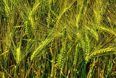 Full frame shot of green and yellow crops of barley growing on field under the sun 