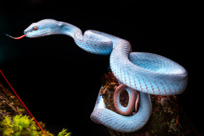 Close-up of snake