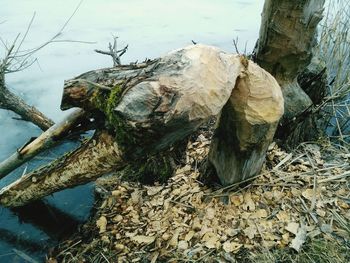 High angle view of logs on tree trunk