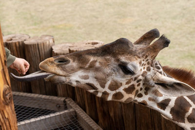 Giraffe sticks out tongue for human hand to put food on