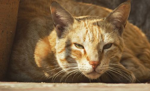 Close-up portrait of cat