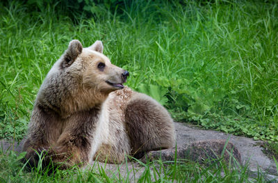 View of an animal sitting on grass