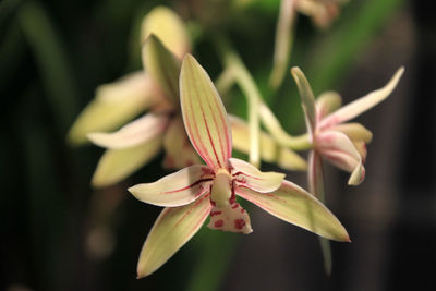 Close-up of flowering plant
